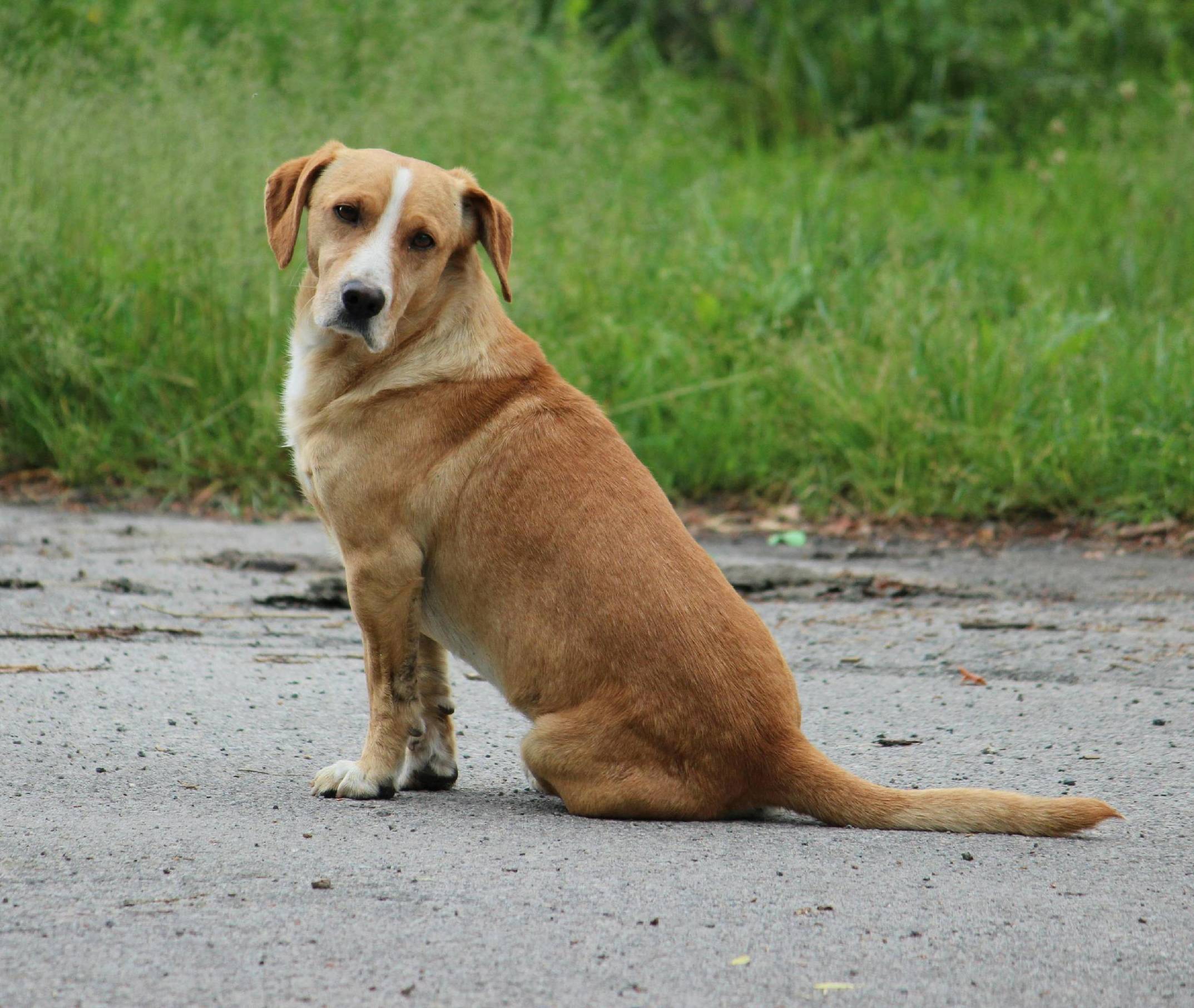 stray dog